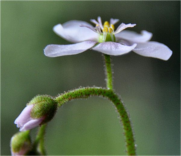 D. Coccicaulis fleur 1