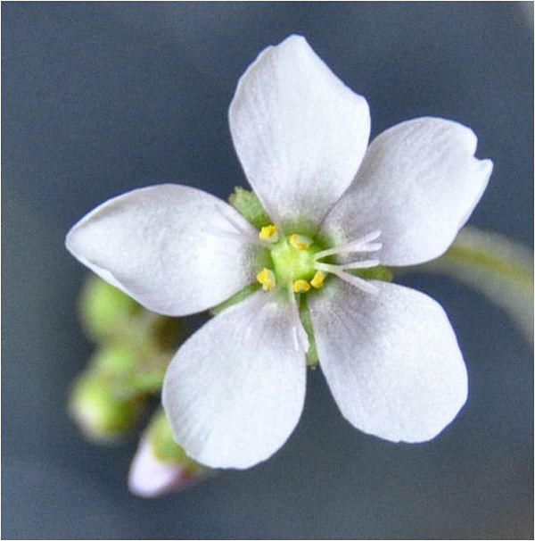 D. Coccicaulis fleur 2