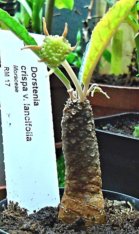 Dorstenia crispa v. lancifolia (Rainer Blankenberge 060913)