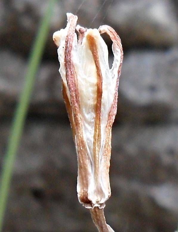 Ornithogalum osmynellum fleurs 030514