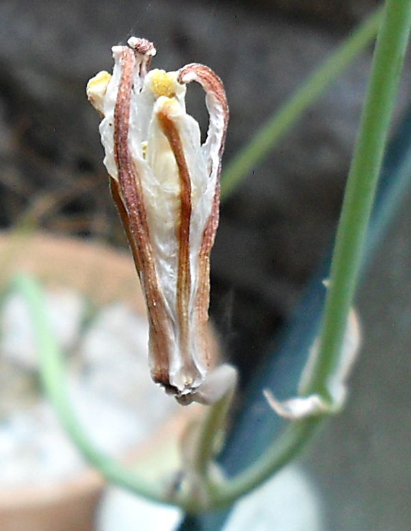 Ornithogalum osmynellum fleurs- 030514