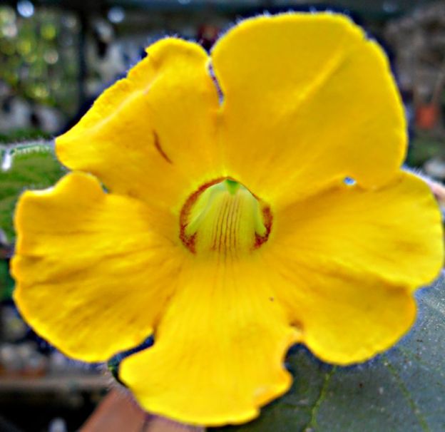 Uncarina roeoesliana Fleurs-- (Courson Plantemania 160514)